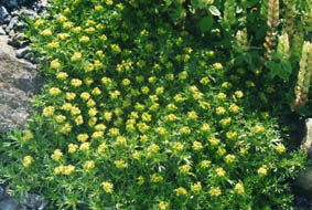 Azorella trifurcata